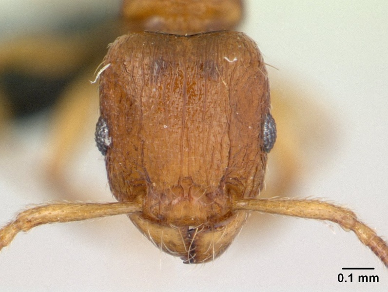 File:Tetramorium cognatum casent0136774 head 1.jpg