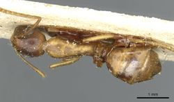 Camponotus vulpus rmcaent000017818 d 1 high.jpg
