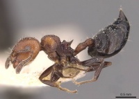 Crematogaster goeldii casent0908417 p 1 high.jpg