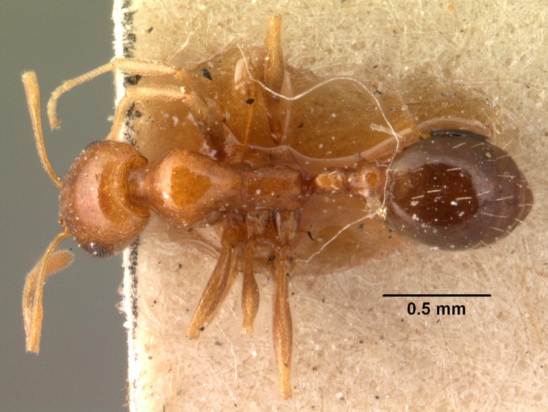 File:Monomorium destructor casent0101474 dorsal 1.jpg