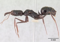 Odontomachus bradleyi casent0178691 profile 1.jpg