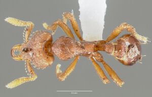 Strumigenys sylvaini casent0005641 dorsal 1.jpg