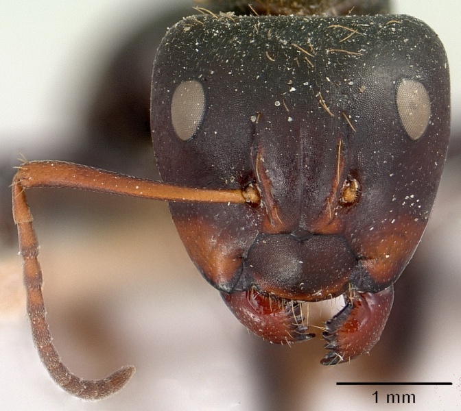 File:Camponotus ursus casent0101374 head 1.jpg