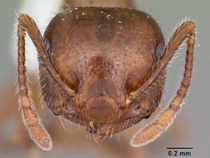 Crematogaster navajoa casent0104691 head 1.jpg