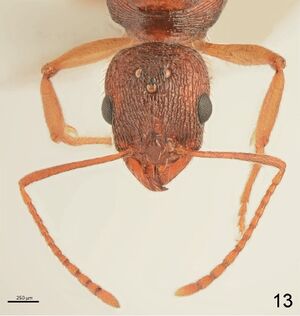 F13 Aphaenogaster rugosoferruginea.jpg