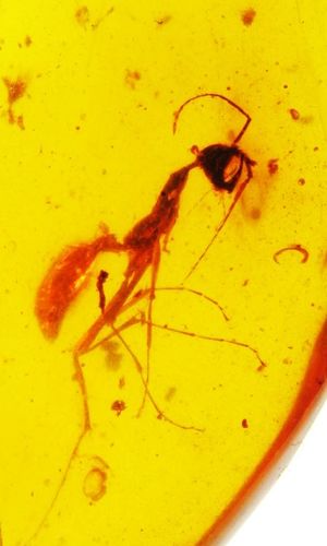 Haidomyrmex, Burmese amber.jpg