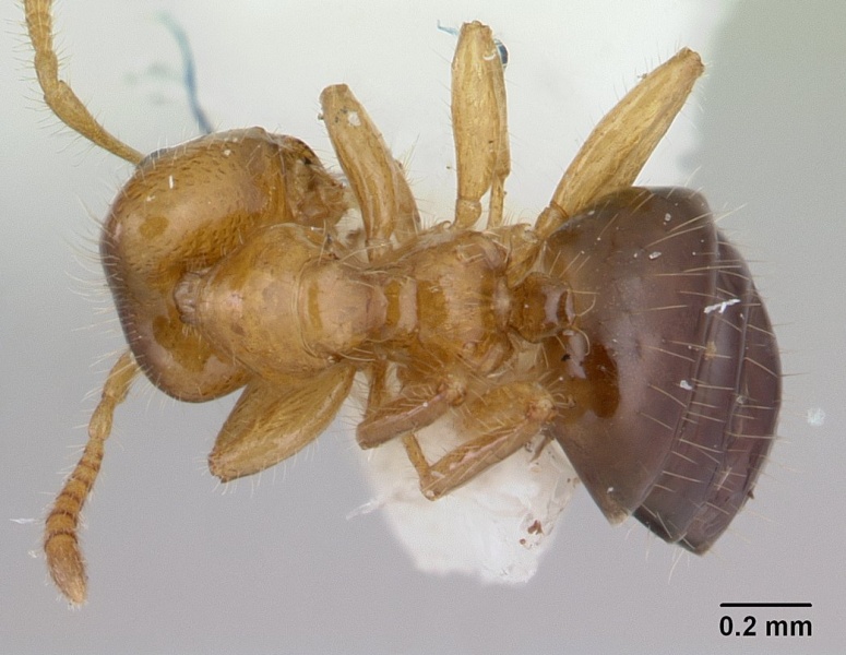 File:Petalomyrmex phylax casent0178510 dorsal 1.jpg