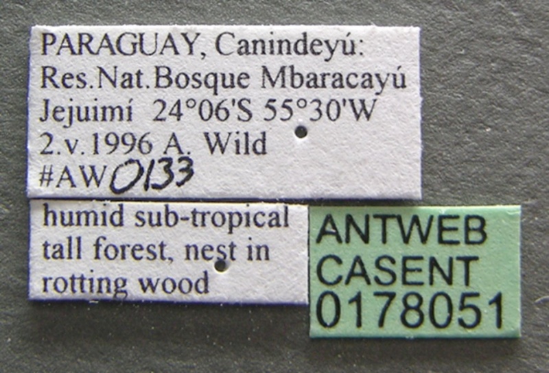 File:Pheidole rugatula casent0178051 label 1.jpg