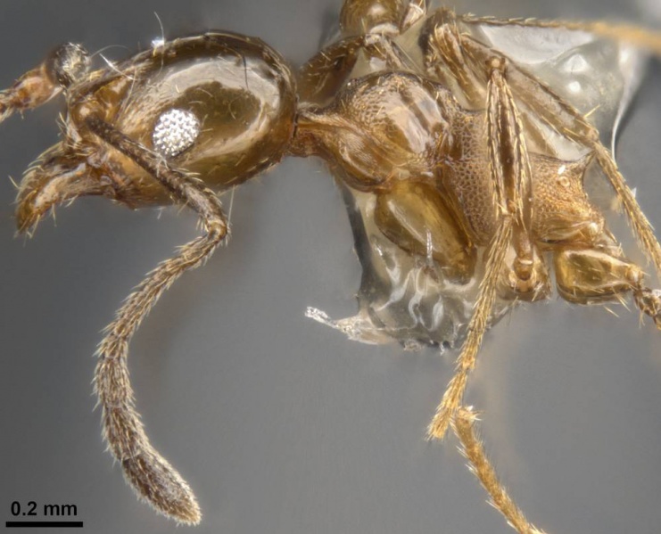 File:Pheidole texticeps casent0283526 p 1 high.jpg