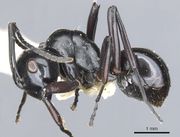 Polyrhachis undulata casent0903401 p 1 high.jpg