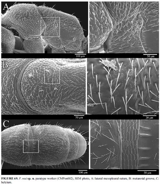 File:Ponera wui F69.jpg