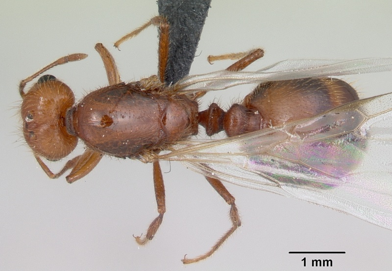 File:Solenopsis geminata casent0055762 dorsal 1.jpg