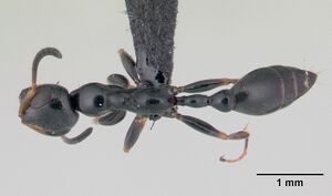 Tetraponera phragmotica casent0136912 dorsal 1.jpg