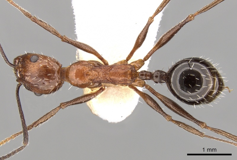 File:Aphaenogaster tipuna casent0280953 d 1 high.jpg