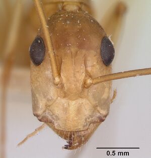 Camponotus maculatus casent0101356 head 1.jpg