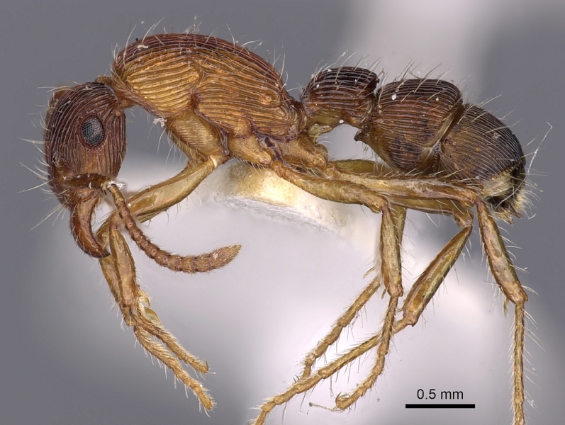 File:Gnamptogenys fernandezi P casent0900553.jpg