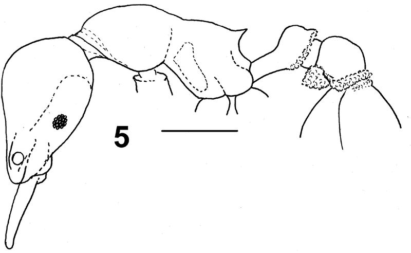 File:Lattke, J.E2.jpg