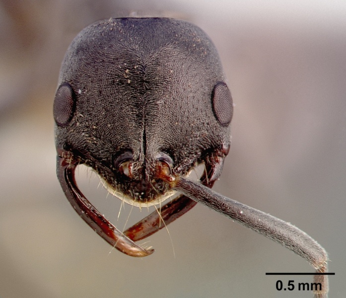 File:Leptogenys pavesii sam-hym-c002509 head 1.jpg