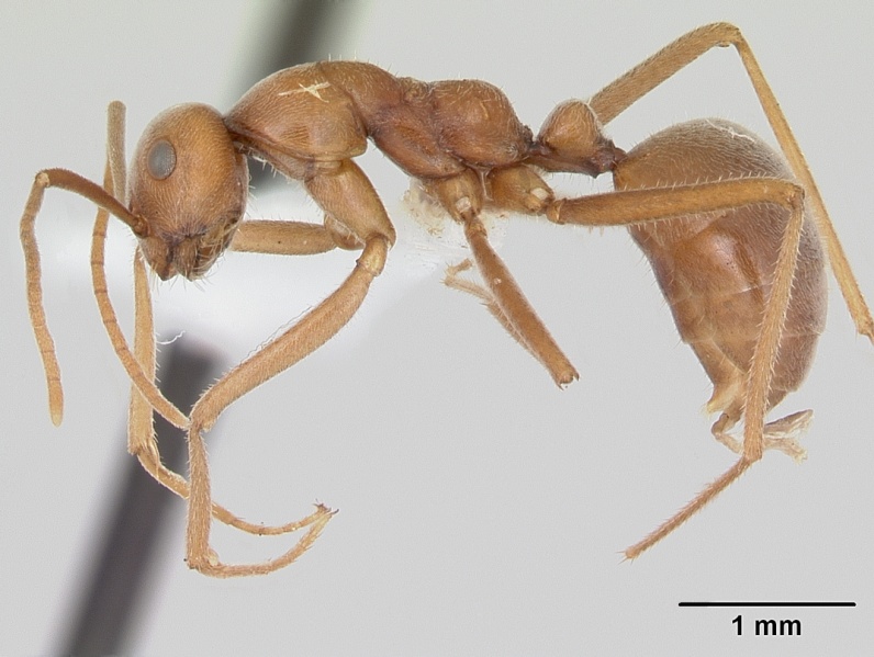 File:Melophorus anderseni casent0173920 profile 1.jpg