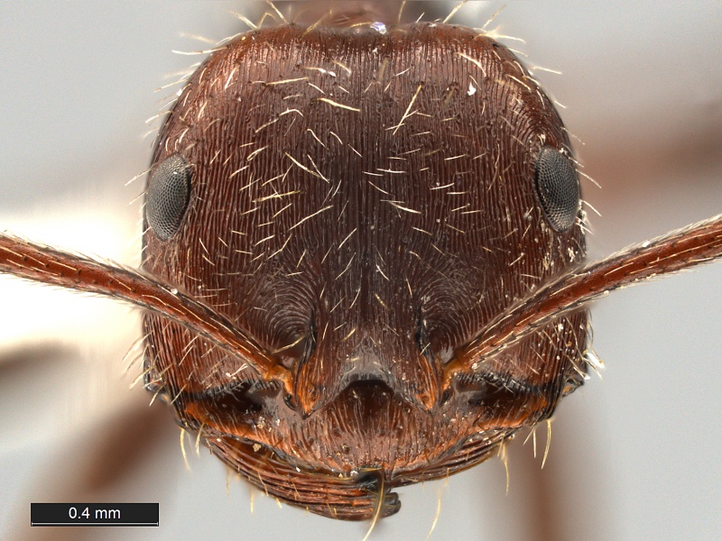 File:Ocymyrmex-phraxus-MCZ001H.jpg