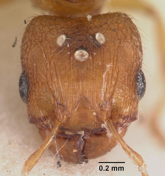 File:Pheidole tarda casent0102293 head 1.jpg