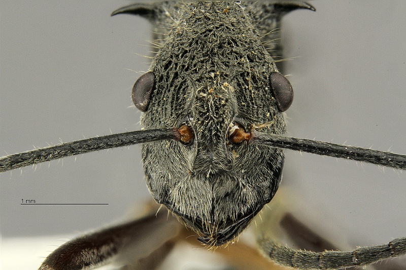 File:Polyrhachis-calypso-hef2 5.jpg