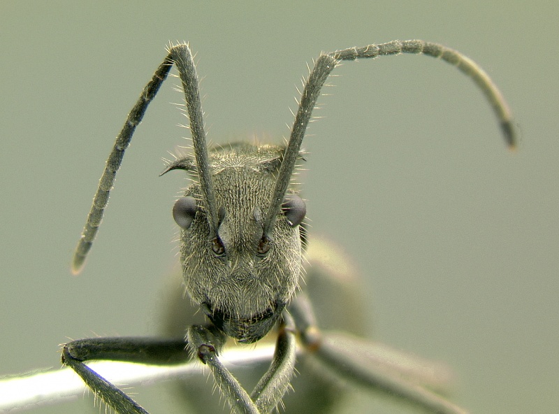 File:Polyrhachis-illaudata-H1.6x.jpg