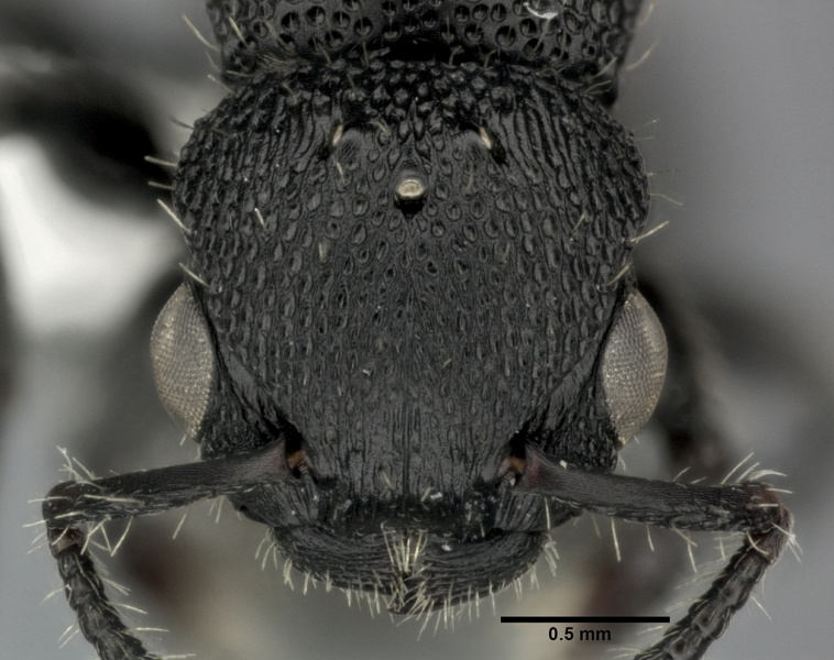 File:Procryptocerus scabriusculus casent0246127 h 1 high.jpg