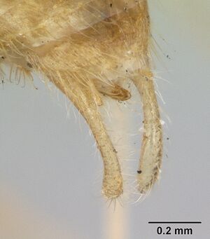 Wasmannia auropunctata casent0173250 profile 3.jpg