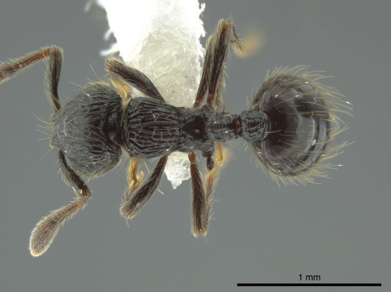 File:Adelomyrmex quetzal casent0614520 d 1 high.jpg