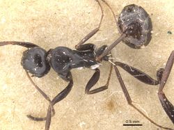 Camponotus berthoudi casent0911759 d 1 high.jpg