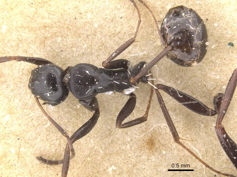 File:Camponotus berthoudi casent0911759 d 1 high.jpg