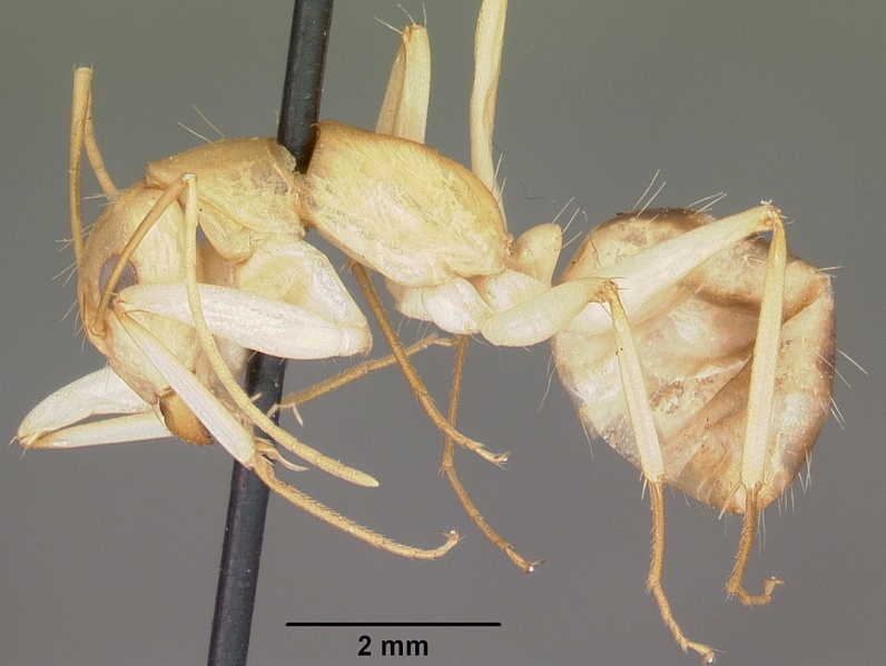 File:Camponotus hova fulvus casent0104636 profile 1.jpg