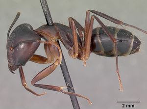 Camponotus hova obscuratus casent0104640 profile 1.jpg