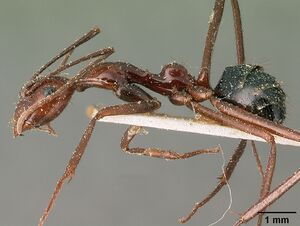 Camponotus imitator resinicola casent0101119 profile 1.jpg