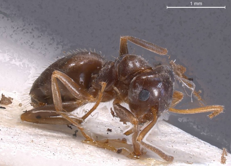 File:Lasius obscuratus antweb1008435 p 3 high.jpg