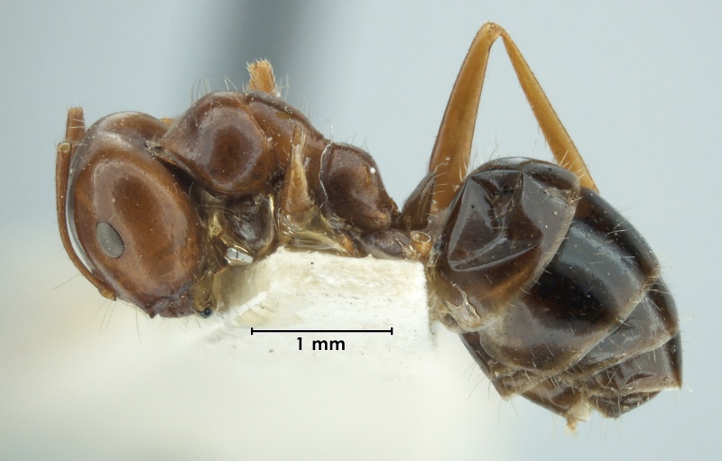 File:MCZ-ENT00023031 Melophorus turneri aesopus hal.jpg