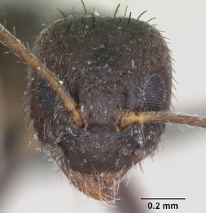 Paratrechina bourbonica casent0060259 head 1.jpg