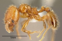 Pheidole hizemops inbiocri001283056 p 1 high.jpg