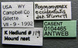 Pogonomyrmex occidentalis casent0104465 label 1.jpg