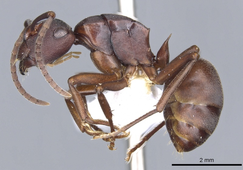 File:Polyrhachis incerta casent0903303 p 1 high.jpg