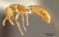 Adetomyrma venatrix casent0101400 profile 1.jpg