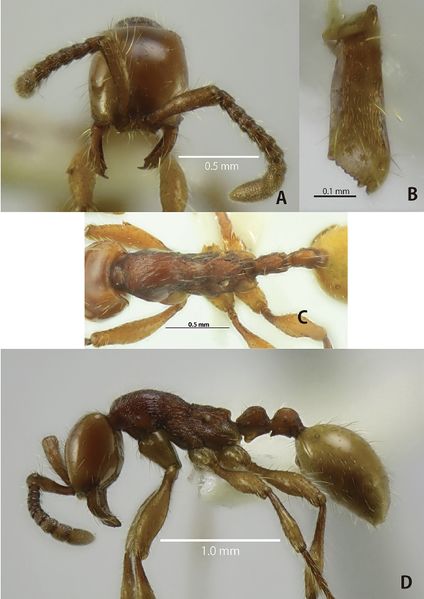 File:Aenictus Jaitrong and Yamane 13 Fig17.jpg