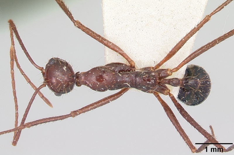 File:Aphaenogaster swammerdami curta casent0101071 dorsal 1.jpg