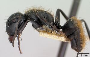 Camponotus darwinii rubropilosus casent0101392 profile 1.jpg