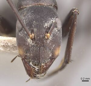 Camponotus dolendus casent0910328 h 1 high.jpg