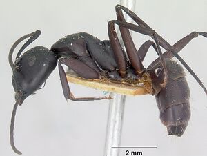 Camponotus ethicus casent0101389 profile 1.jpg