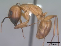 Camponotus festinatus casent0102774 profile 1.jpg
