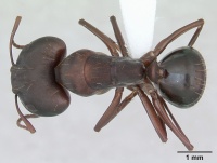 Camponotus punctulatus casent0173437 dorsal 1.jpg