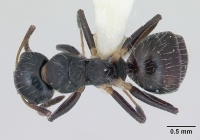 Camponotus striatus casent0173559 dorsal 1.jpg